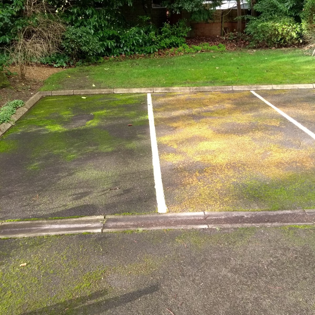 How to remove Moss and Algae in the Garden SJ Groundcare